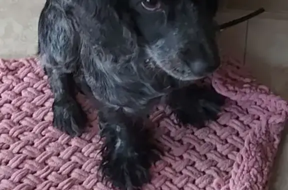 Найдена собака, Ставропольский край, фото: Спаниель найден в Горячеводске, Пятигорск