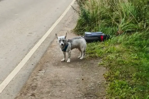 Найдена собака, , фото: Собака найдена: 2-я Заводская, 17, Внуково