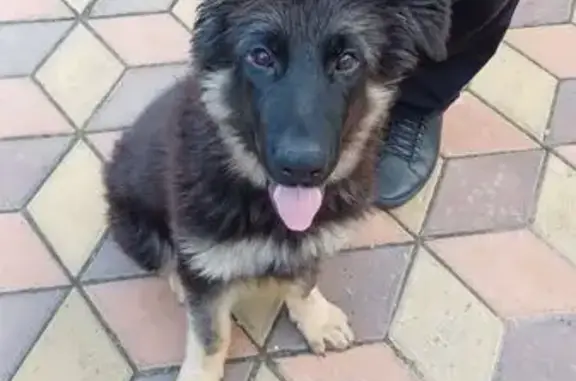 Пропала овчарка, Краснозаводск, МО