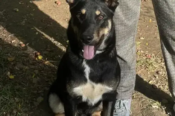 Найдена собака, Тургеневское ш. 33/3 к13