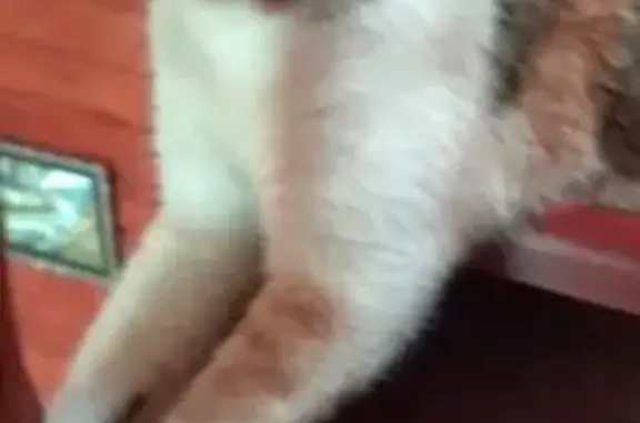 Кошки потеряшки, Сосновый Бор, фото: Потеряшка кошка, Сосновый Бор, 41А-007