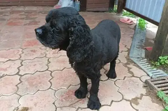 Найдена собака, , фото: Спаниель найден на Областной, 63, Ижевск