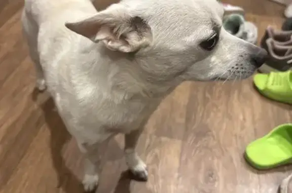 Найдена собака, Брянск, фото: Найдена собака, ул. Федюнинского 1, Брянск