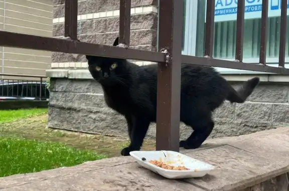Найдена черная кошка, пр. Луначарского