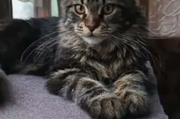 Пропала кошка на Можайского, 12, Пенза