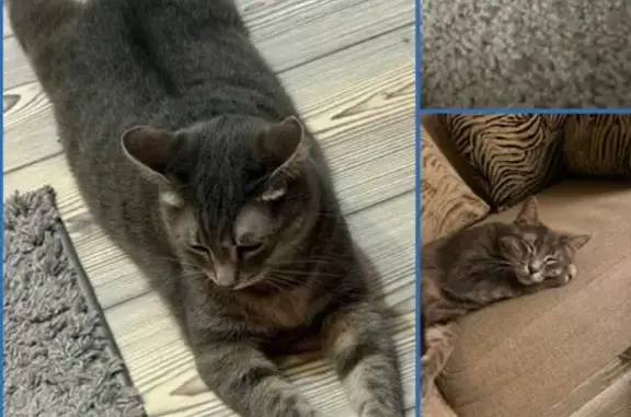 Кошки потеряшки, Тюмень, фото: Потеряшка кошка, ул. Ивана Крылова, 19