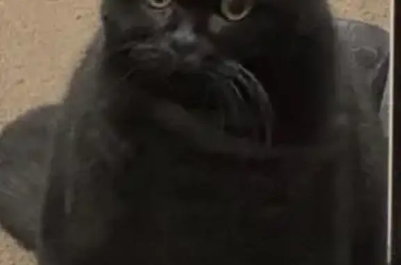 Кошки потеряшки, Армавир, фото: Потеряшка кошка, ул. Луначарского 284