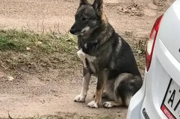 Найдена собака, Нижегородская область, фото: Собака найдена в Сосновке, Нижегородская обл.