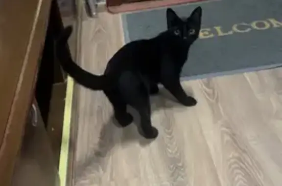 Пропал черный кот, ул. Кравченко 19