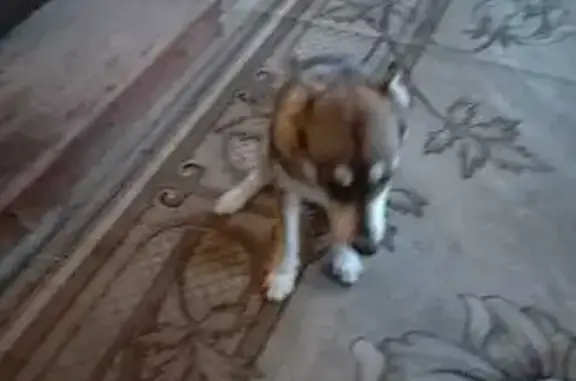 Найдена собака, , фото: Собака найдена в Баратаевке, Ульяновск