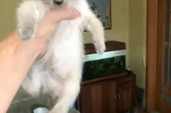 Найдена кошка, Новосибирск, фото: Кошка найдена: Новосибирск, ул. 42