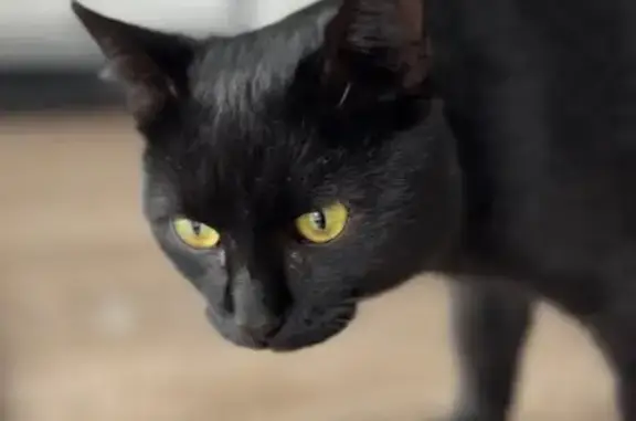 Найдена кошка, Ульяновск, фото: Кошка с обрезанным хвостом, Ульяновск