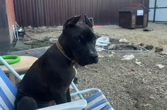 Пропала собака, Яблоновский, Адыгея