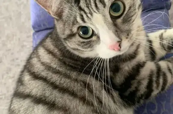 Кошки потеряшки, , фото: Потеряшка кошка, ул. 10 лет Октября, 36