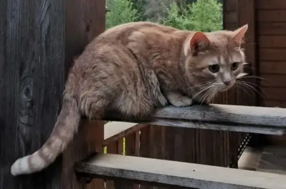 Кошки потеряшки, Московская область, фото: Потеряшка рыжая кошка, Московская область