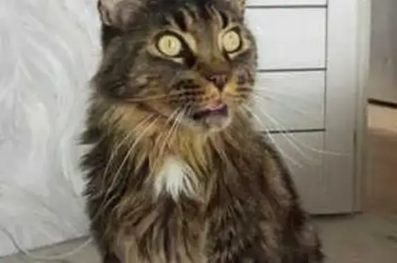 Кошки потеряшки, Бугульма, фото: Потеряшка ласковый кот, ул. Ленина, 33, Бугульма