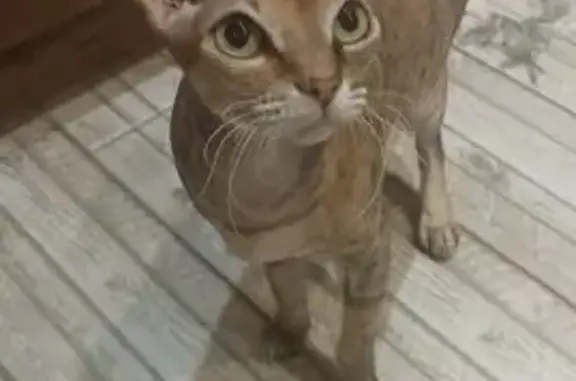 Кошки потеряшки, Михайловск, фото: Потеряшка кошка на Рабочей улице, Михайловск