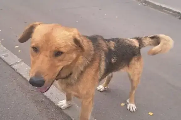 Найдена собака, Смоленск, фото: Собака найдена, ул. Матросова, 18, Смоленск