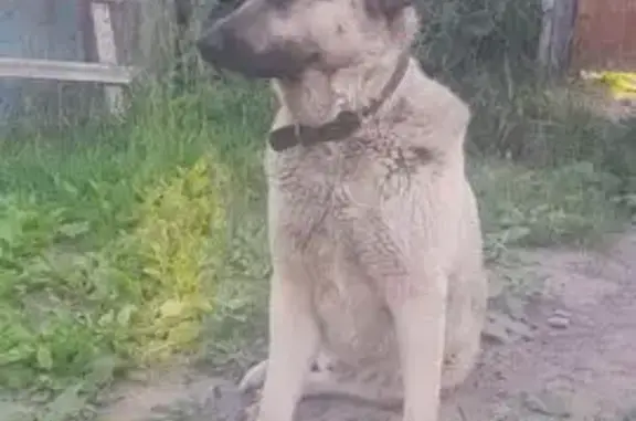 Пропала собака в Тарлашах, Татарстан