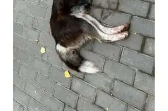 Собака найдена: Казань, Татарстан