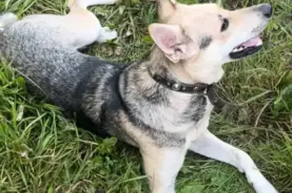 Найдена собака, Микулино, фото: Собака найдена на трассе 46К-1121, Микулино