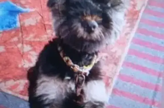 Пропала собака, Рабочая ул., Балаково