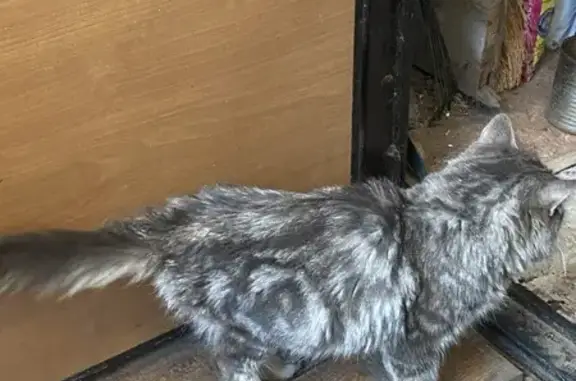 Найдена кошка, Железногорск, фото: Кошка найдена, 3-я ул., Железногорск