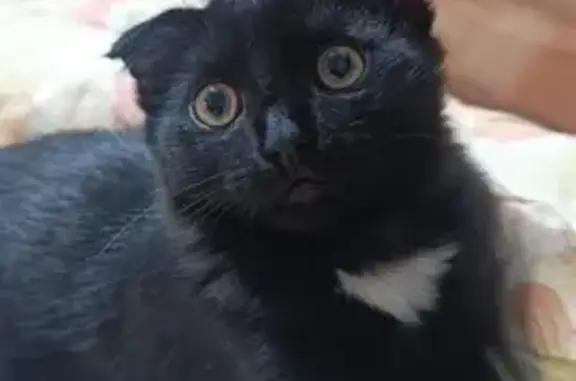 Пропал котёнок, Ветлужский пер., Самара