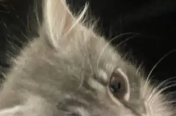 Кошки потеряшки, Вологда, фото: Потеряшка кошка, Поселковая 6Б, Вологда