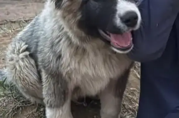 Пропала собака, Чита, Ивановский проезд