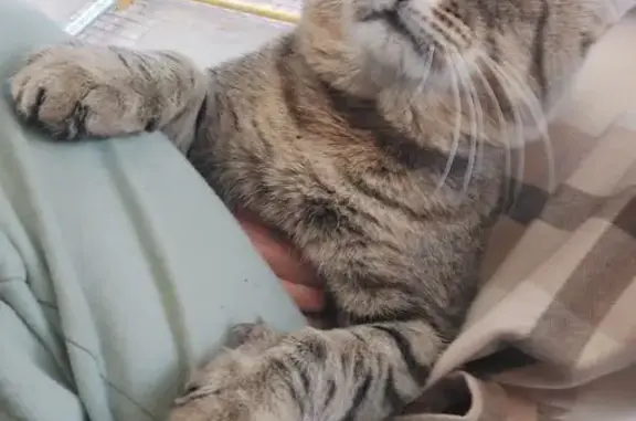 Кот найден на ул. Аксакова, 32, Оренбург