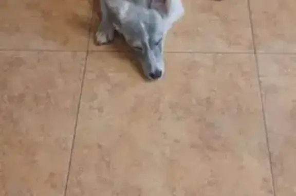 Щенок найден на Учительской улице, Внуково