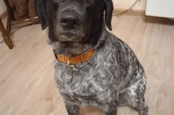 Собака найдена: Юбилейный пр., Химки