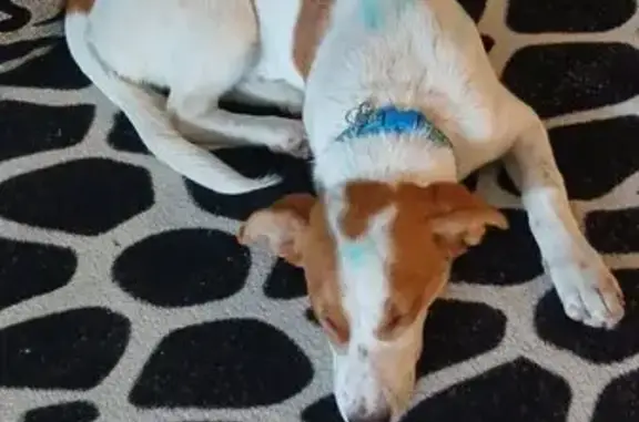 Собака найдена: ул. Матросова, Тюмень