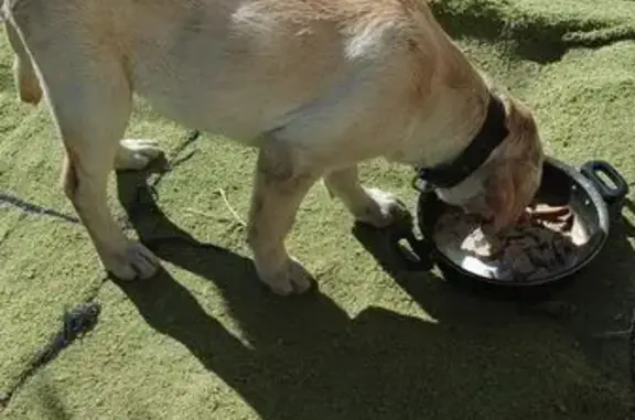 Собака найдена: ул. Гагарина 84, Усть-Лабинск