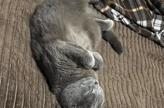 Кошки потеряшки, Нефтеюганск, фото: Потеряшка кошка, Нефтеюганск, ул. Окна 6