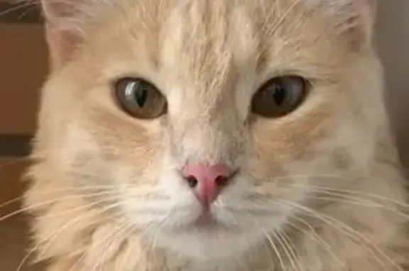 Пропала кошка, Старое Завражье, Тверь