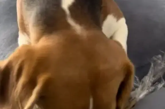 Собаки потеряшки, , фото: Потеряшка собака в районе Андреевской ул., Падерина