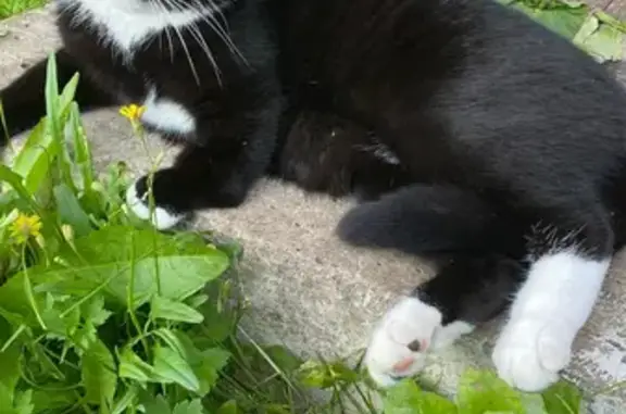 Пропала кошка, Подпорожское поселение