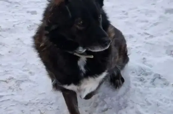 Пропала собака, Уральский проспект, 13