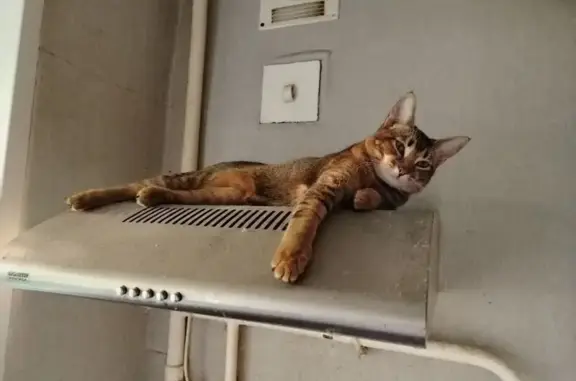 Кошки потеряшки, Чебоксары, фото: Потеряшка кошка, ул. Николаева, 48, Чебоксары