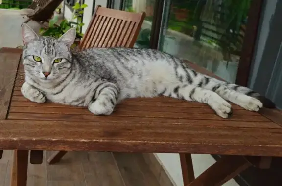 Кошки потеряшки, Пензенская область, фото: Потеряшка кот Маркиз в районе Дубравы, Пенза