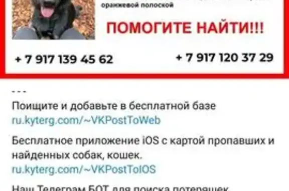 Собаки потеряшки, Санкт-Петербург, фото: Потеряшка собака, пр. Космонавтов, 74, СПб