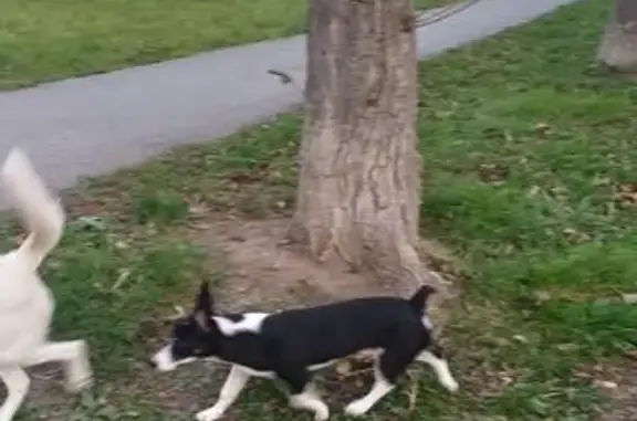 Найденные животные Ачинск, фото: Найдена черно-белая собака, Ачинск 1