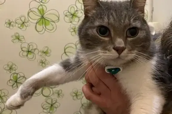 Кошка найдена на Тобольской ул., СПб