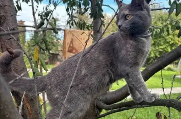 Найдена кошка, Павлово, фото: Кошка найдена на ул. Маршала Жукова, Павлово