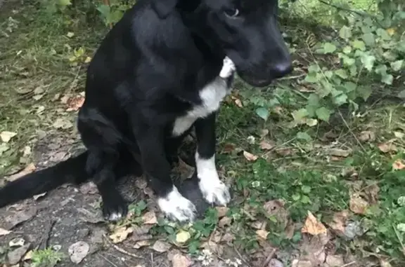 Найдена собака, Свердловская область, фото: Собака найдена: Нижний Тагил, Свердловская обл.