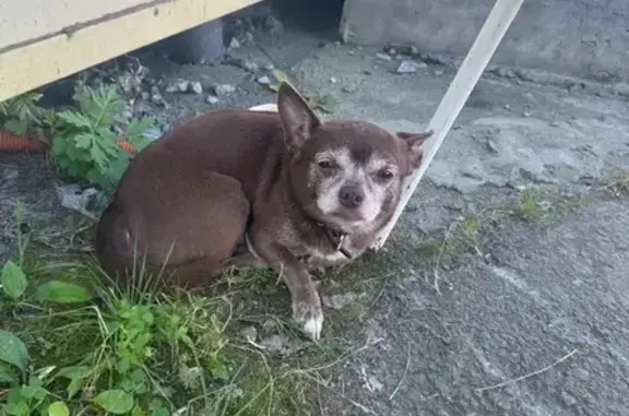 Найдена собака, Владивосток, фото: Собака найдена на ул. Новожилова, Владивосток