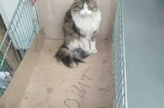 Пропала кошка, Дмитровское ш., 165 к1