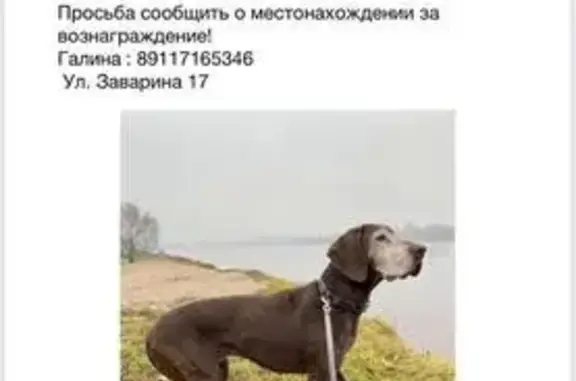 Собаки потеряшки, Ломоносов, фото: Потеряшка собака, Ломоносов, Центр. ул. 11А